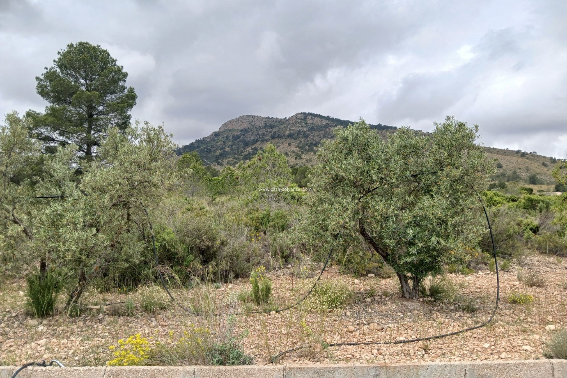 Wiederverkauf - Country Property/Finca - Yecla - Inland