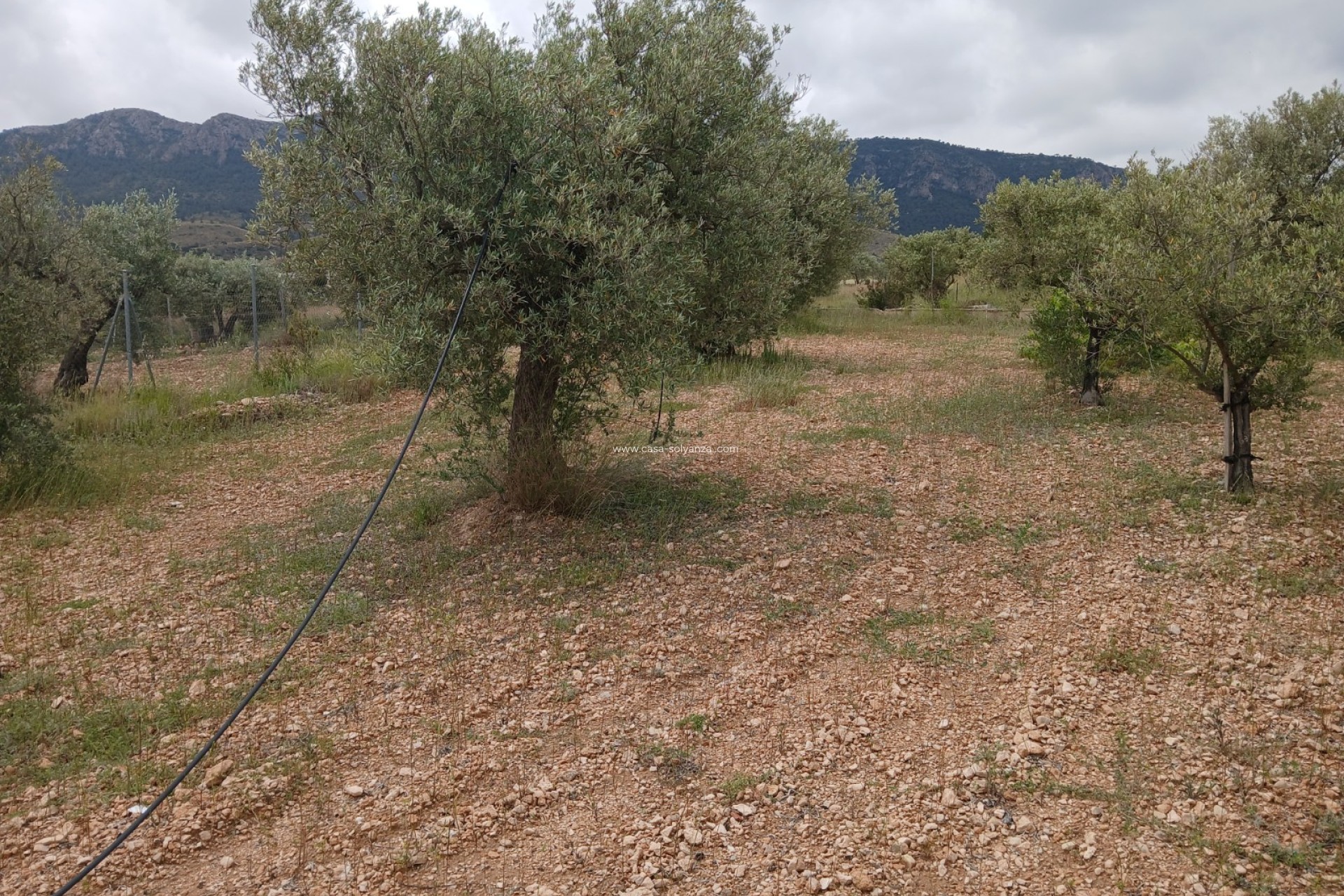 Wiederverkauf - Country Property/Finca - Yecla - Inland