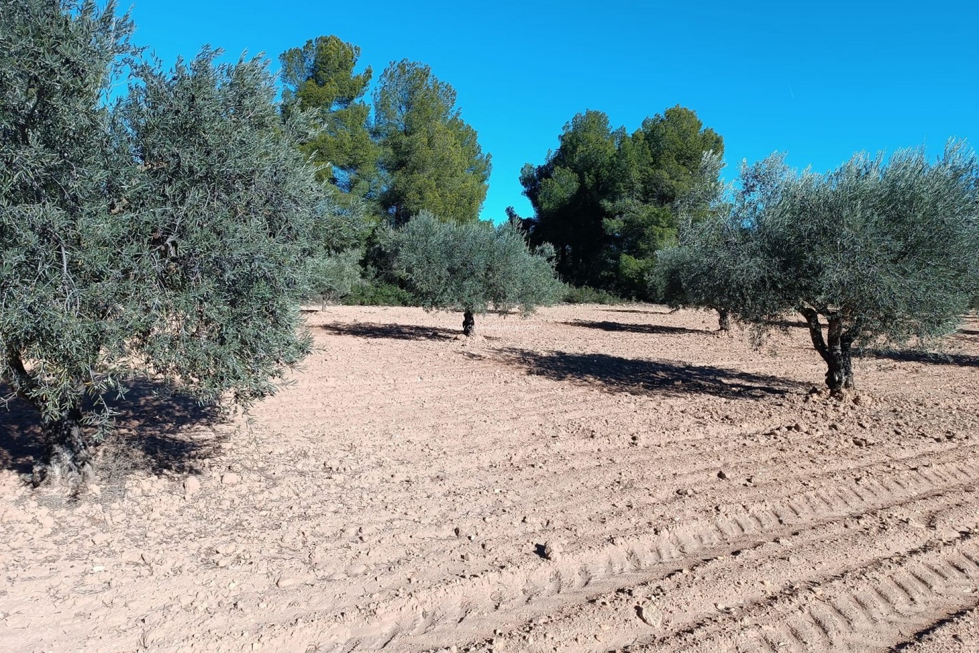 Wiederverkauf - Country Property/Finca - Yecla - Inland