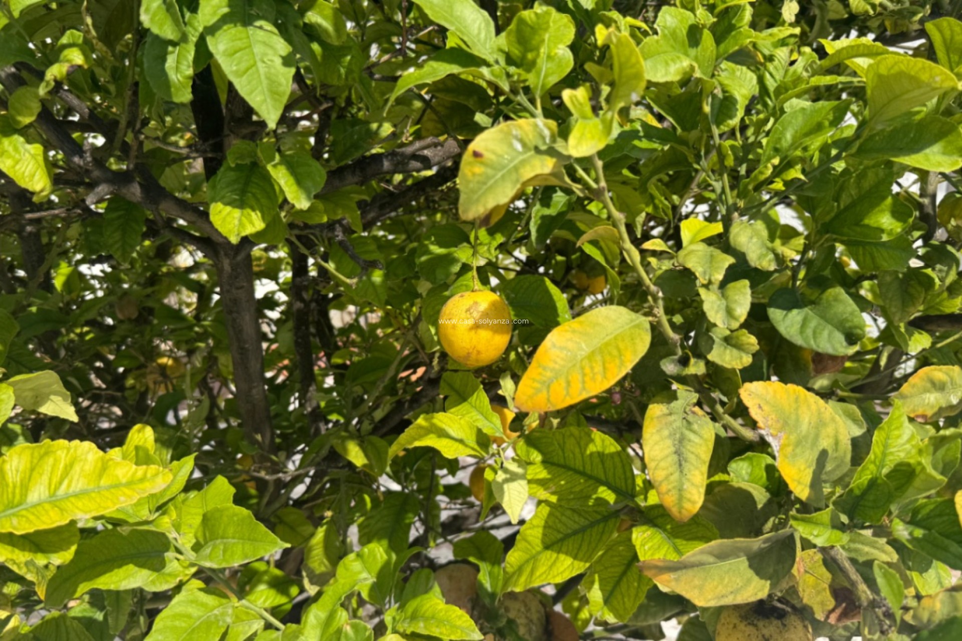 Wiederverkauf - detached_house - Torrevieja - Costa Blanca Sur