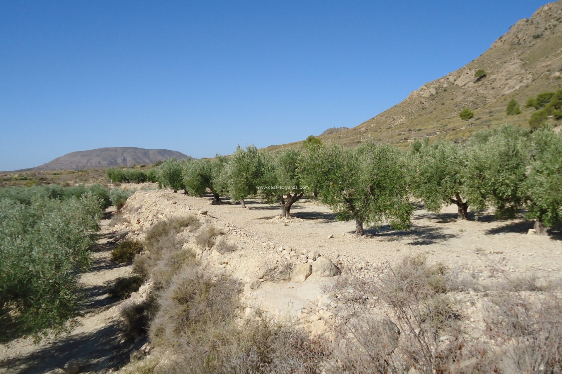 Wiederverkauf - Land - Abanilla - Inland