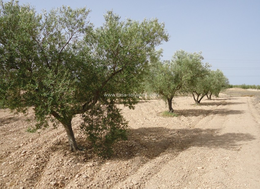 Wiederverkauf - Land - Canada del Trigo - Inland