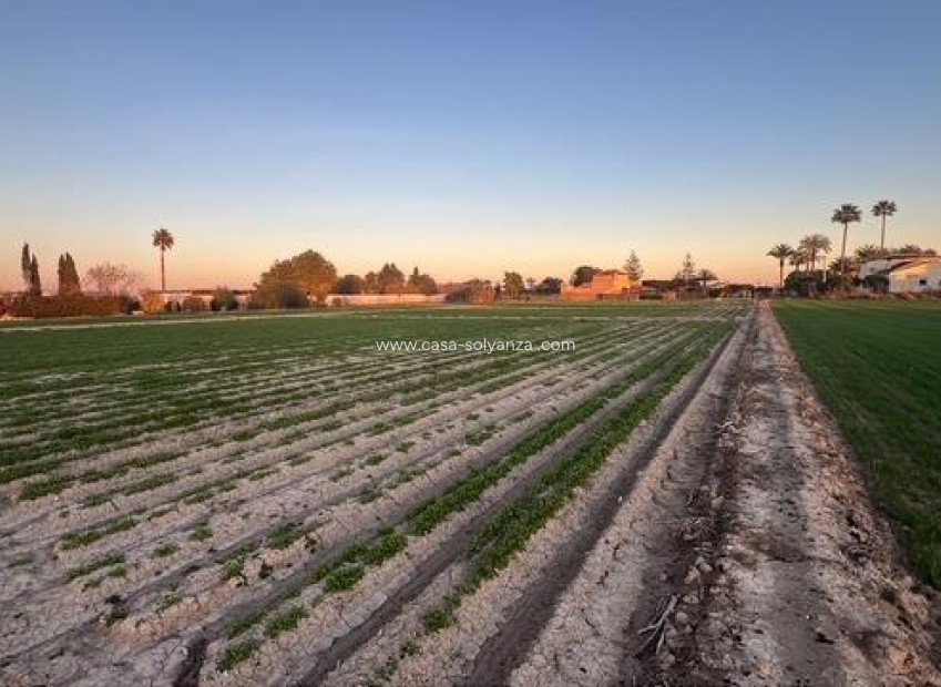 Wiederverkauf - Land - Dolores - Comunidad Valenciana