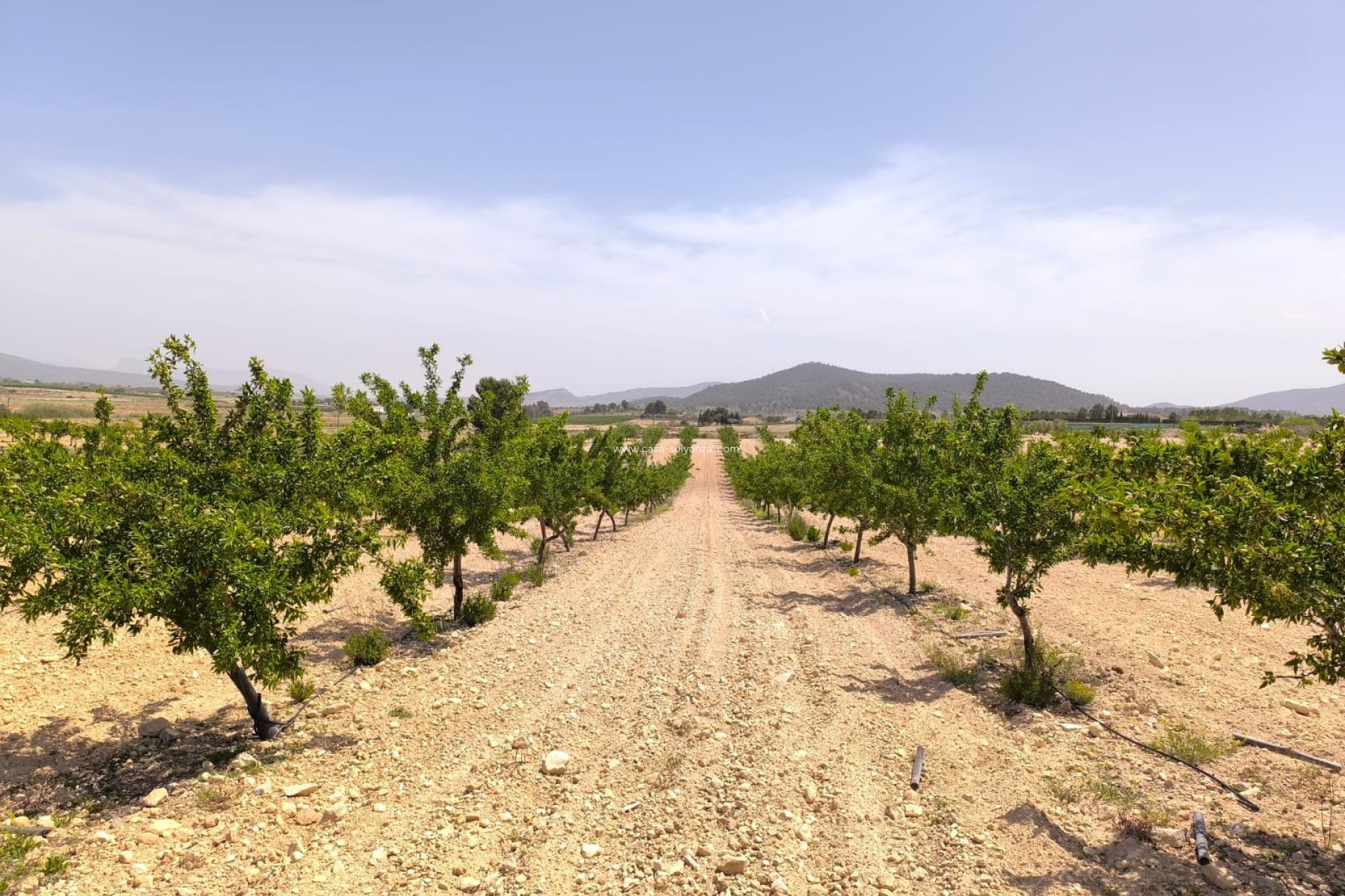 Wiederverkauf - Land - Pinoso - Inland