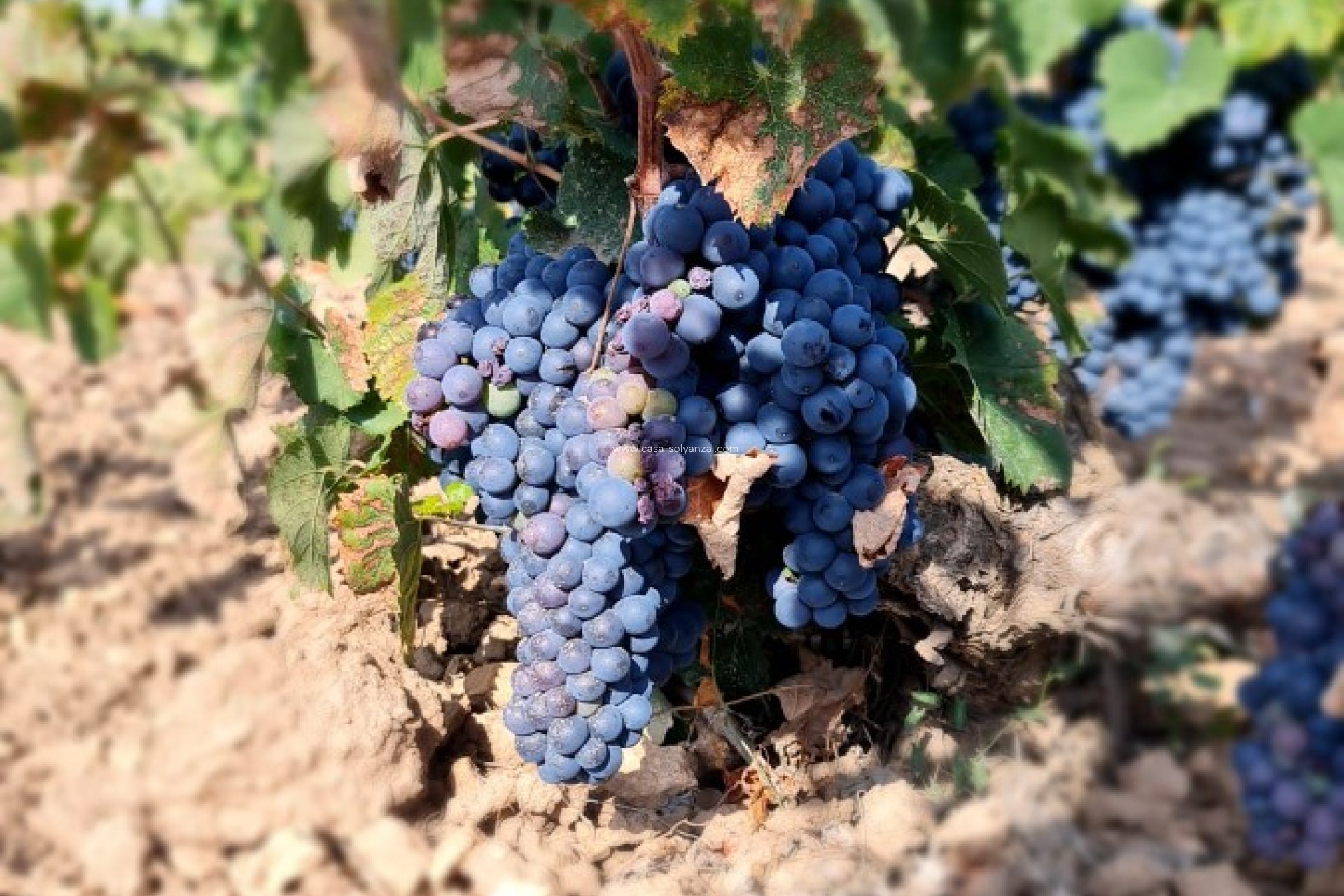 Wiederverkauf - Land - Pinoso - Inland