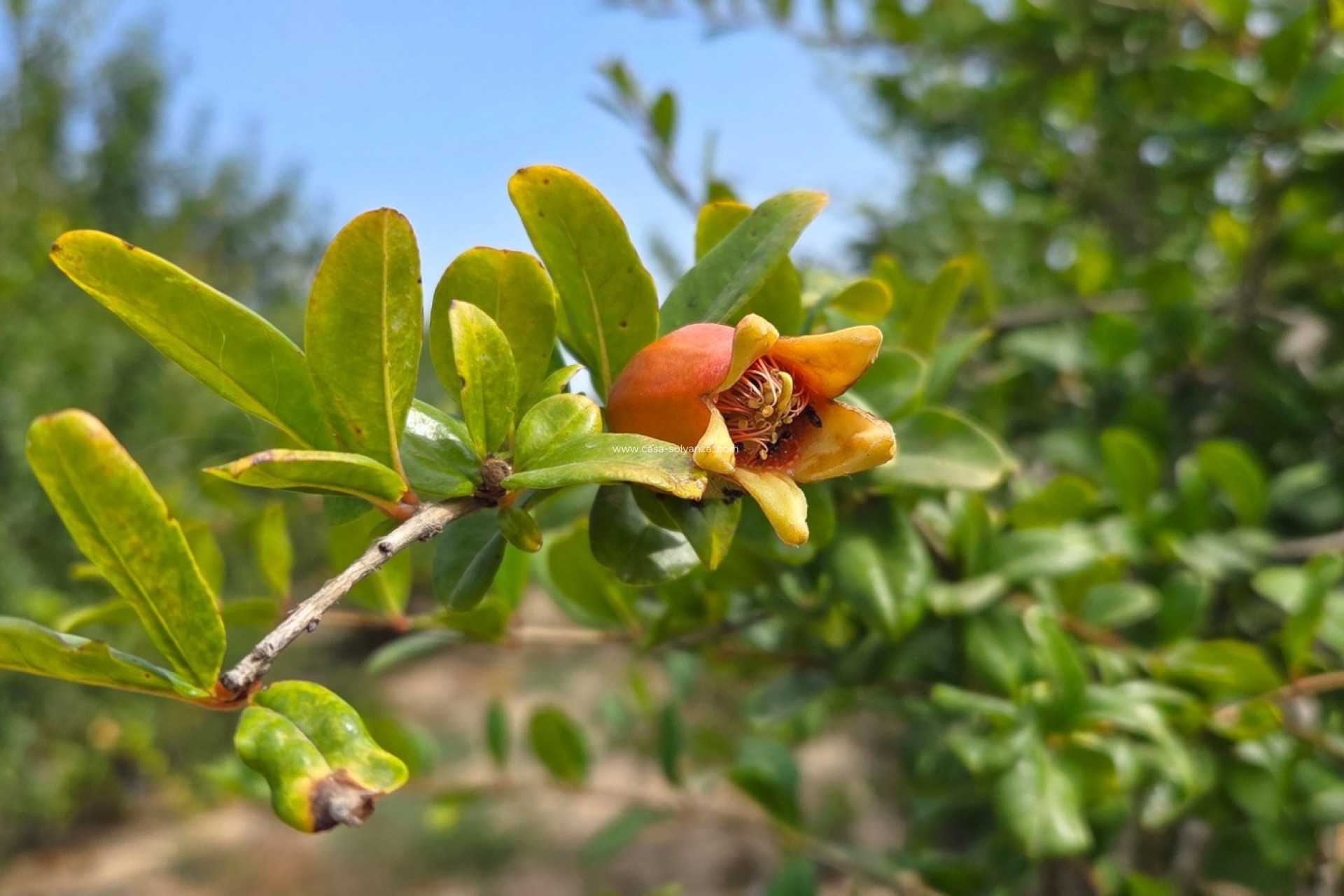 Wiederverkauf - Land - San Isidro