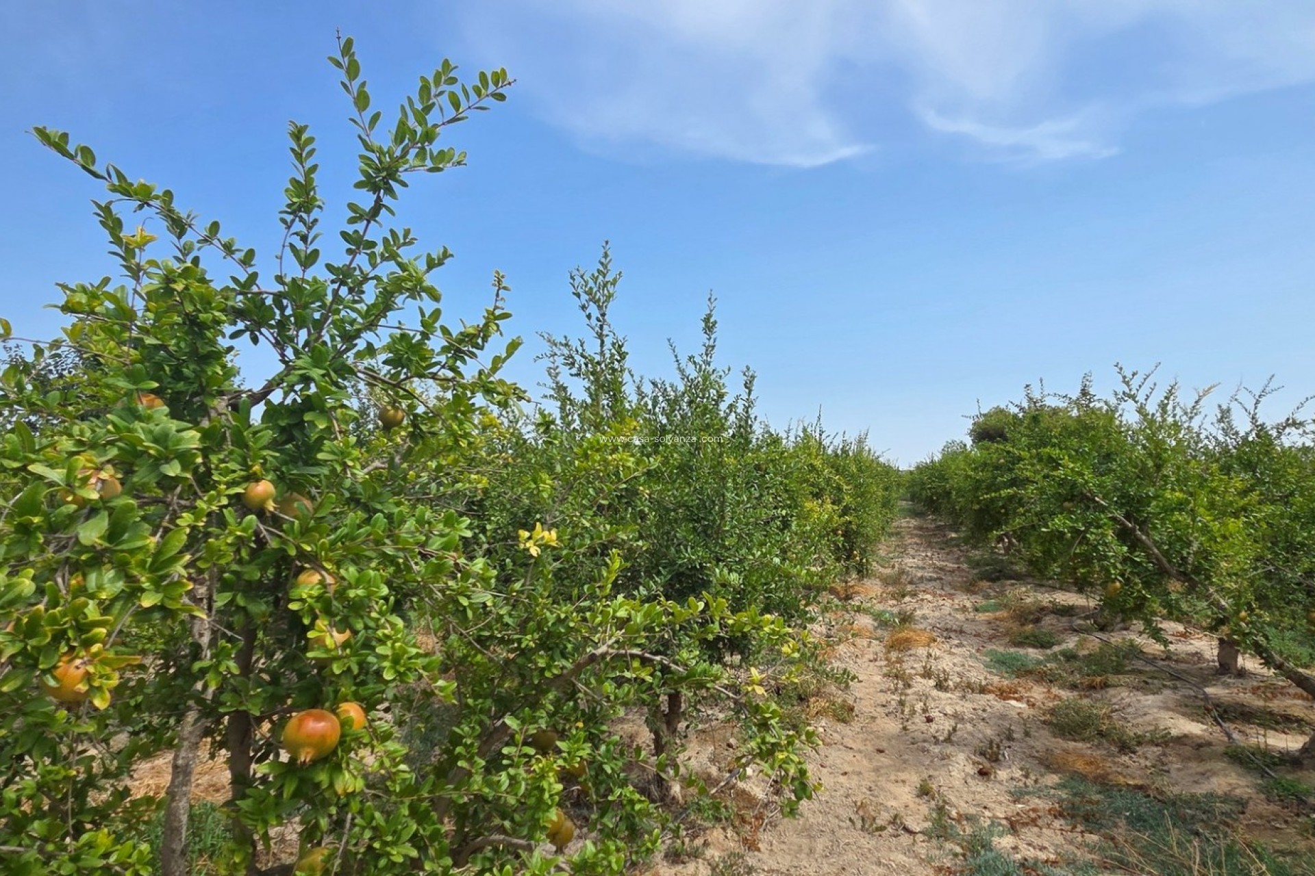 Wiederverkauf - Land - San Isidro