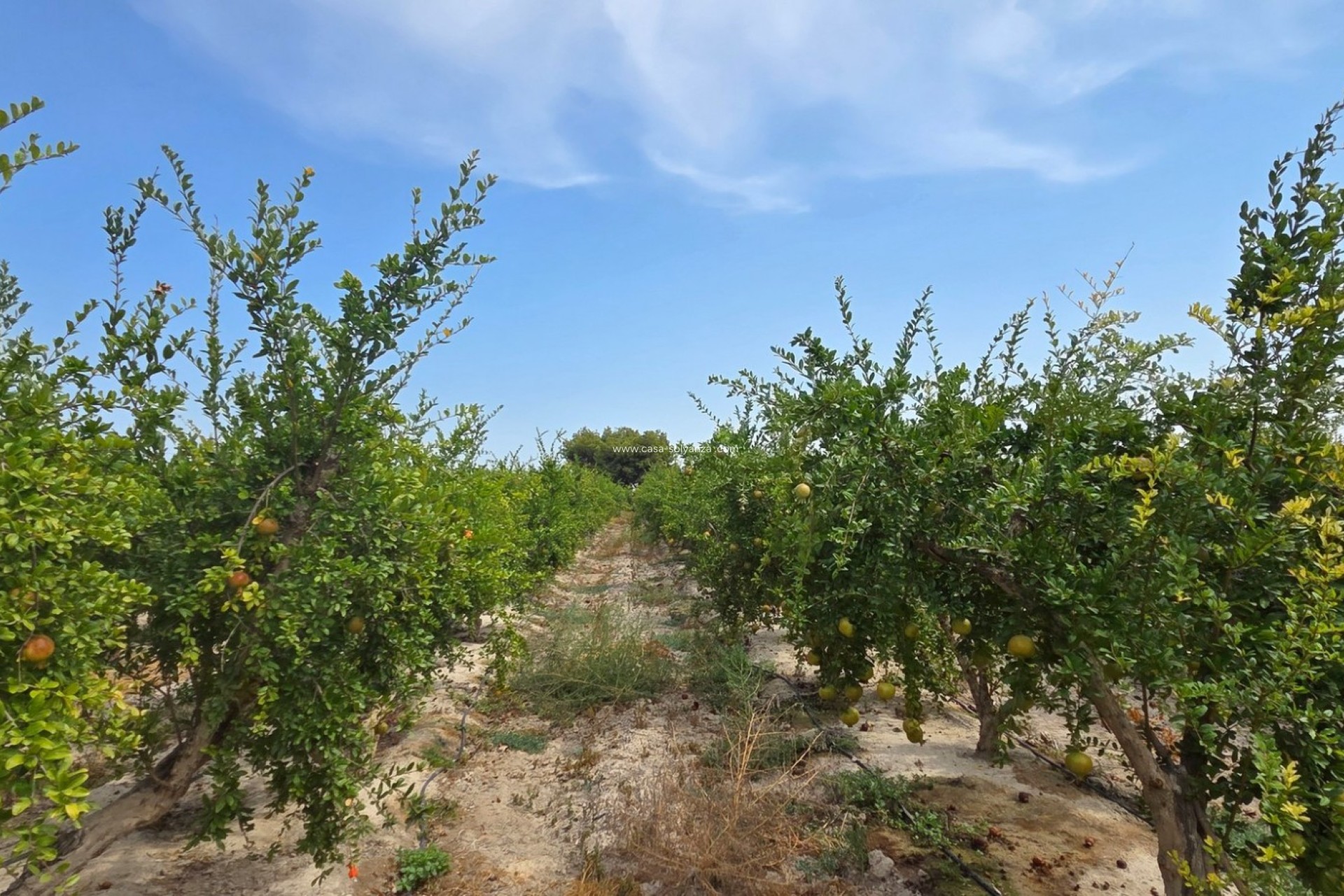 Wiederverkauf - Land - San Isidro