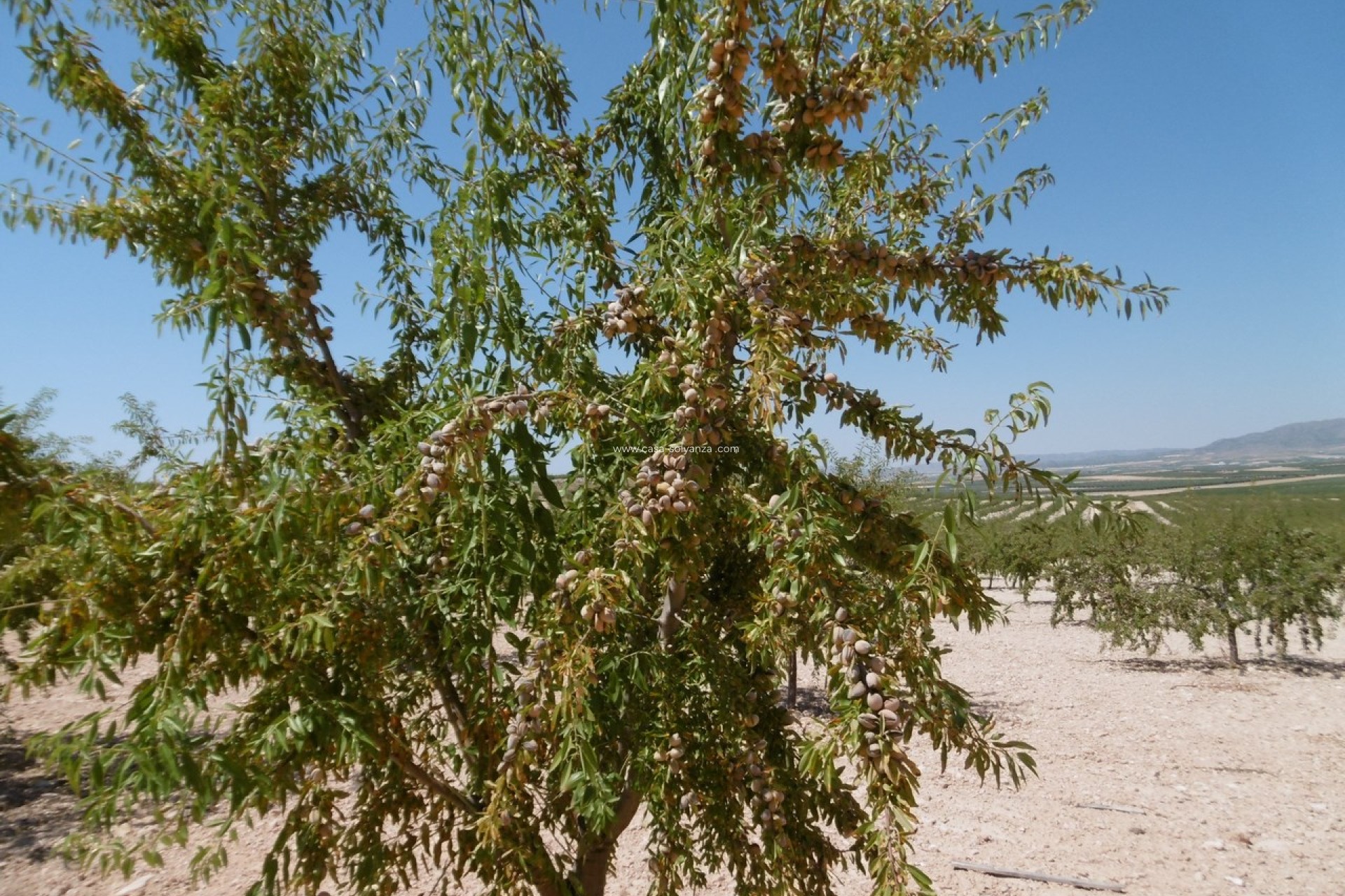 Wiederverkauf - Land - Yecla - Inland
