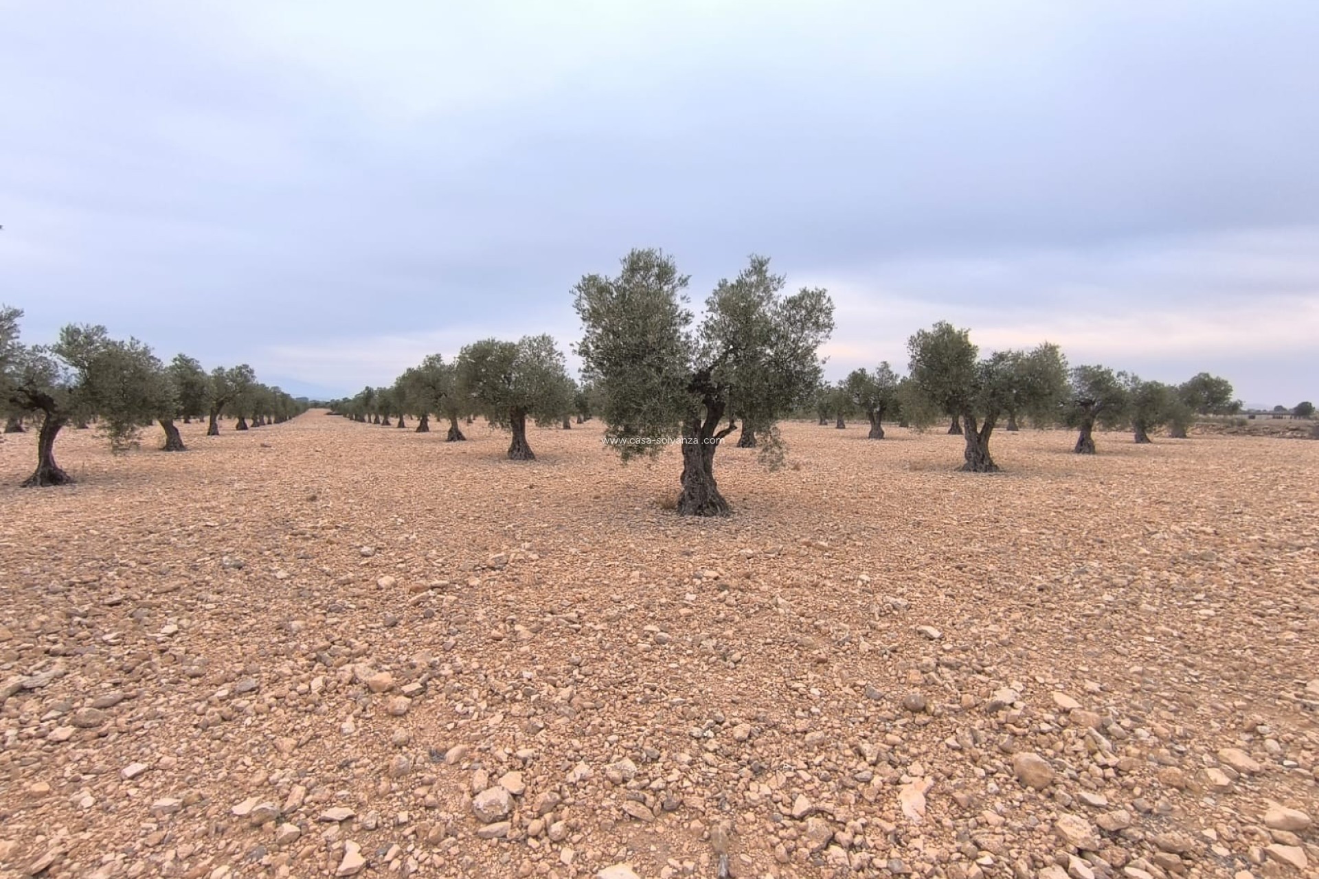 Wiederverkauf - Land - Yecla - Inland