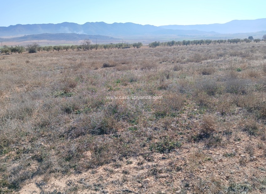 Wiederverkauf - Land - Yecla