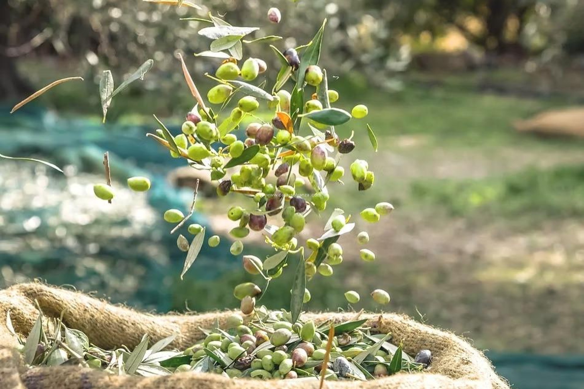 Wiederverkauf - Olivar - Murcia - Rincón de Seca