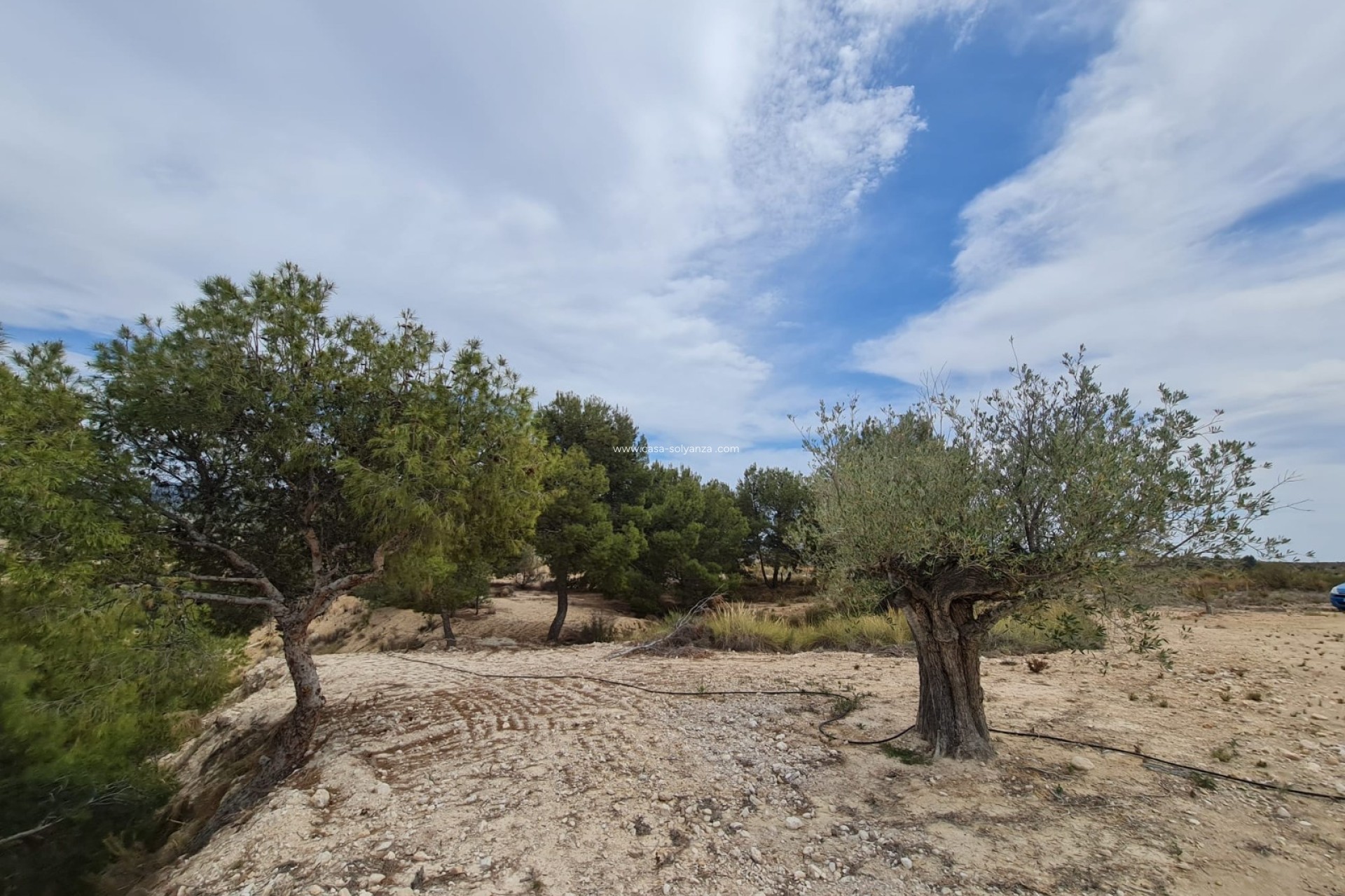 Wiederverkauf - Other - Abanilla - Inland