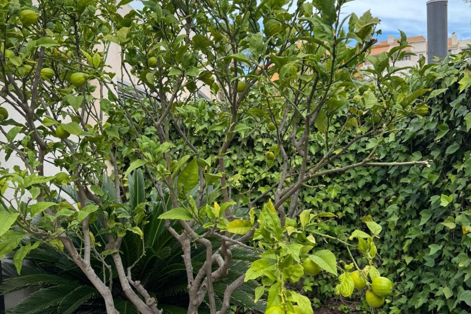 Wiederverkauf - Stadthaus - Torrevieja - Punta Prima