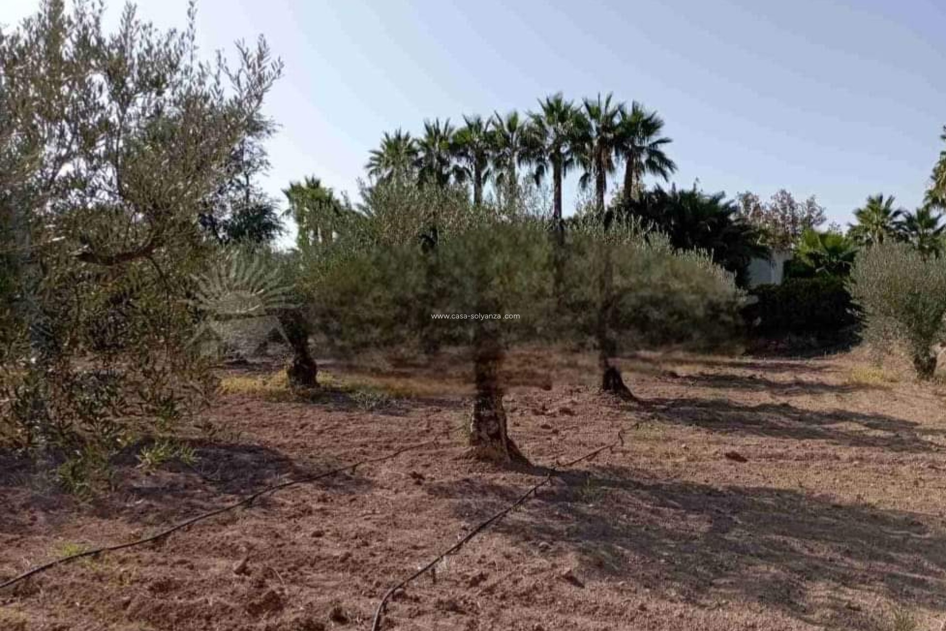 Wiederverkauf - Villa - Jumilla - Inland