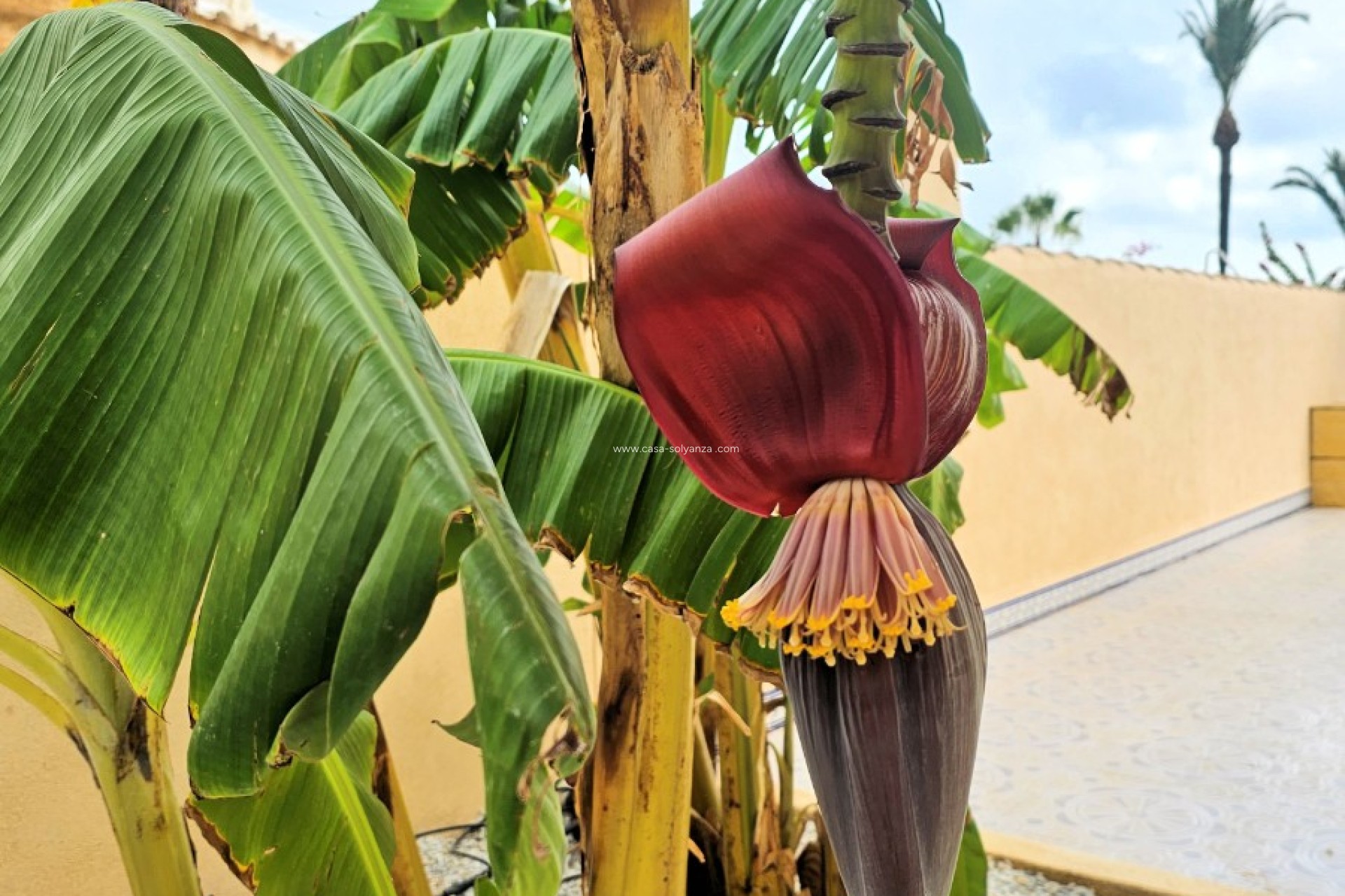 Wiederverkauf - Villa - Los Urrutias - Costa Calida