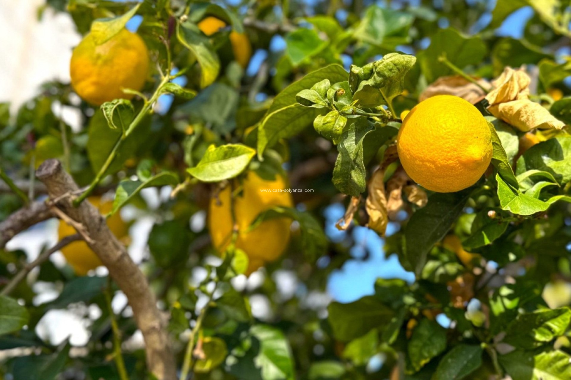 Wiederverkauf - Villa - Orihuela Costa - Costa Blanca