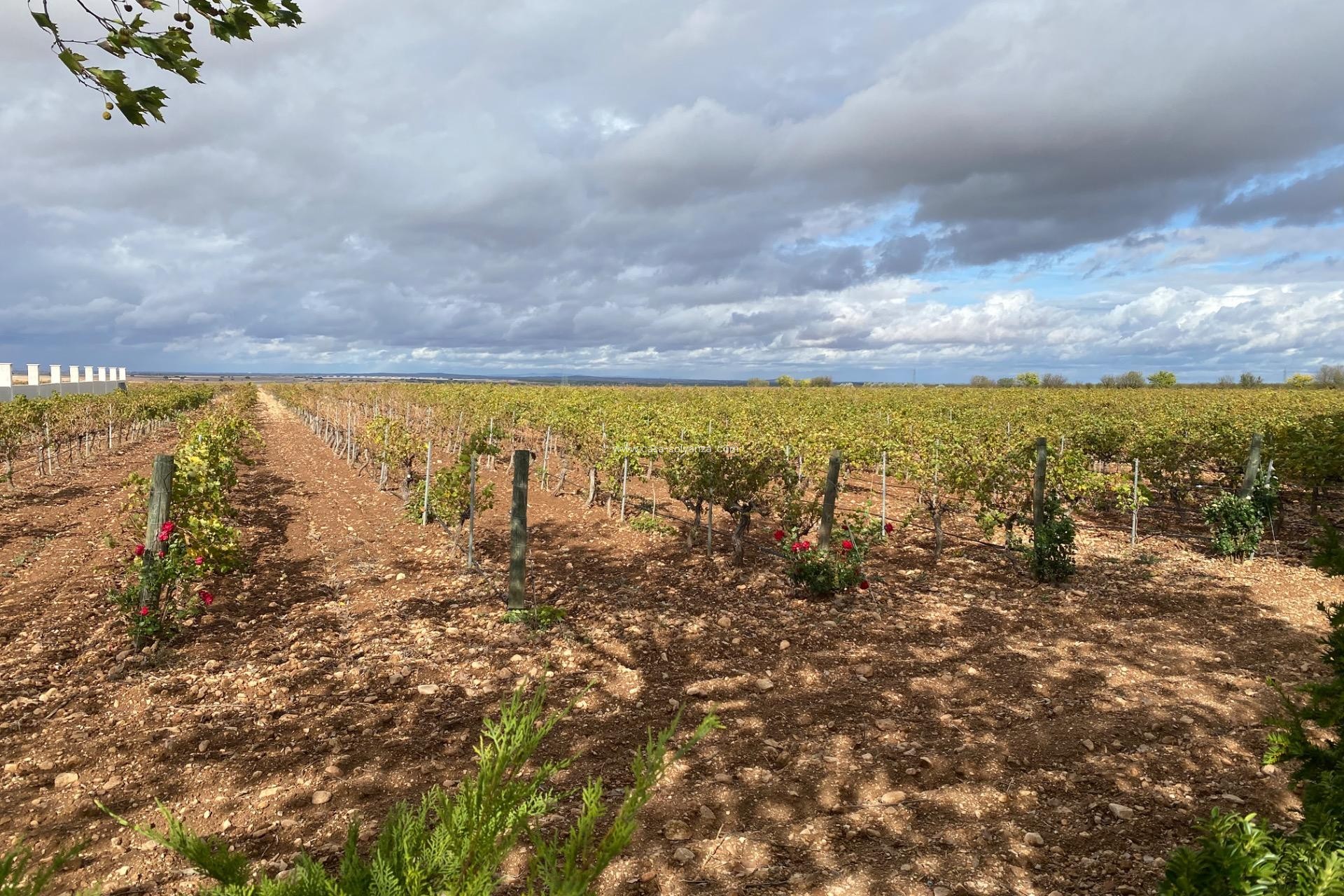 Wiederverkauf - wine cellar - Albacete