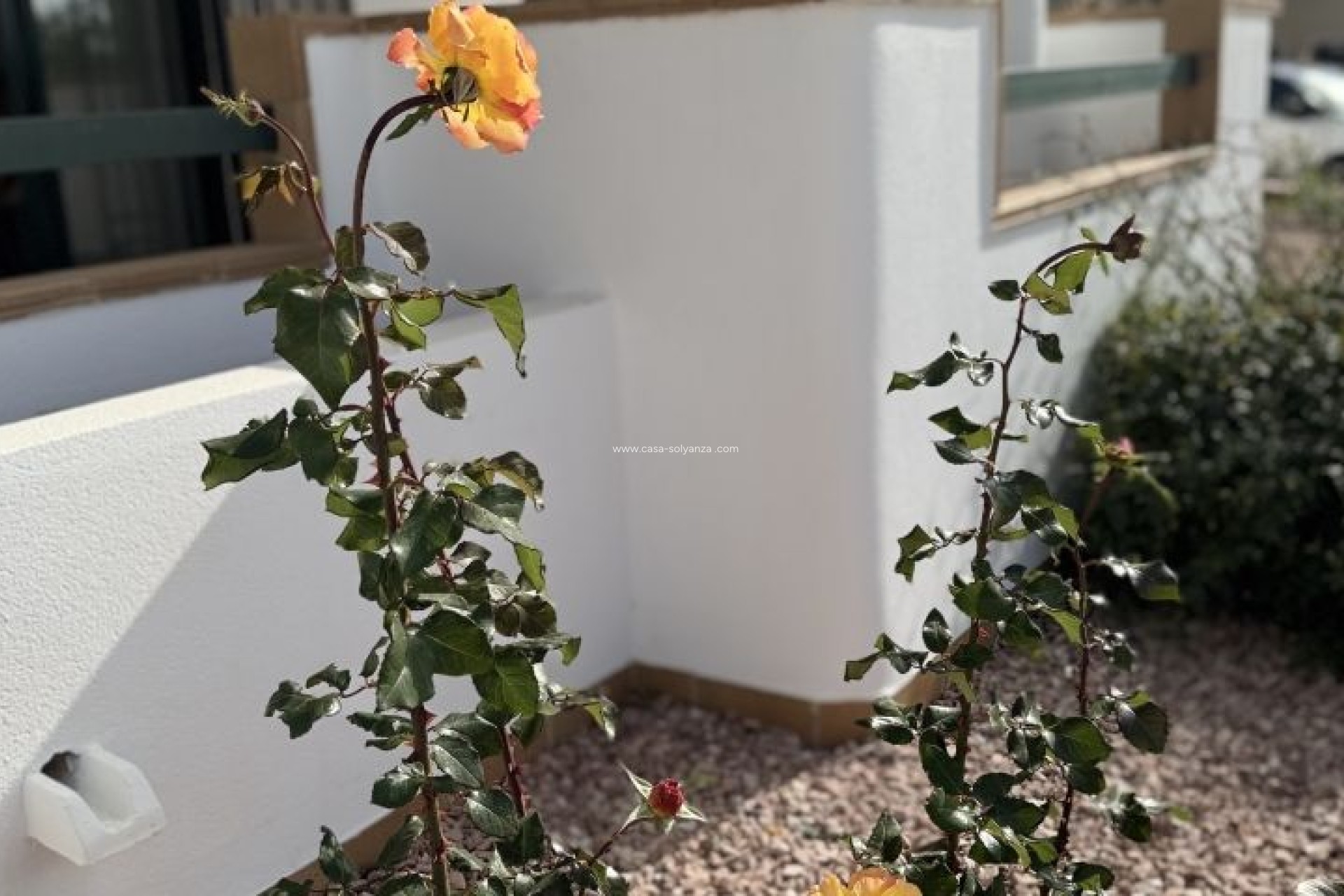 Wiederverkauf - Wohnung - Orihuela Costa - Costa Blanca