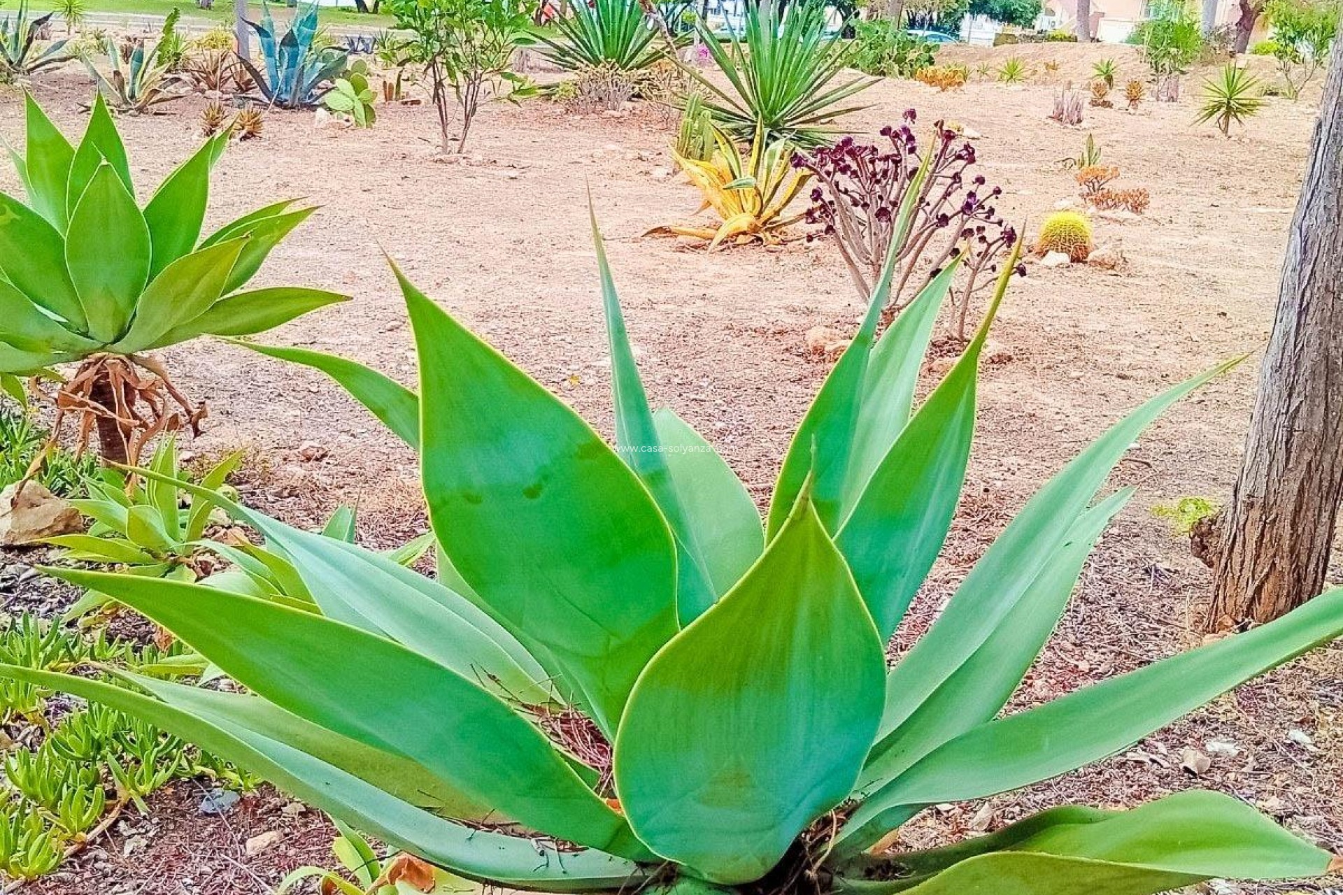 Wiederverkauf - Wohnung - Orihuela Costa - La Florida