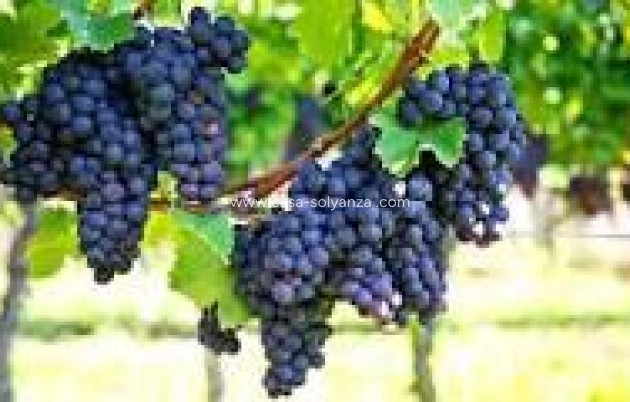 wine cellar - Reventa - Bullas - La Copa