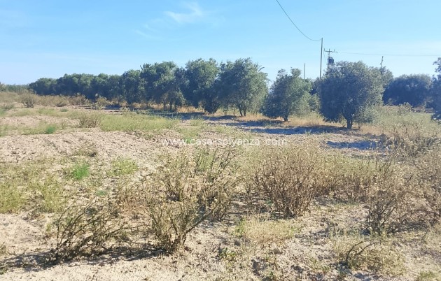 Wiederverkauf - Land - Alicante>Crevillente - 0