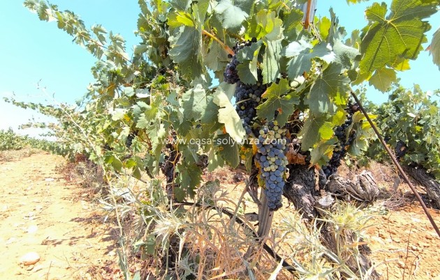 Resale - Land - Yecla - Inland