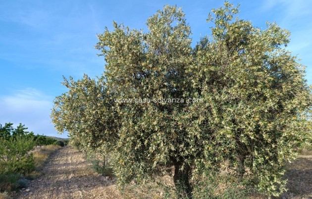 Resale - Country Property/Finca - Yecla - Yecla Centro