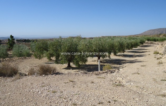 Resale - Land - Abanilla - Abanilla Centro