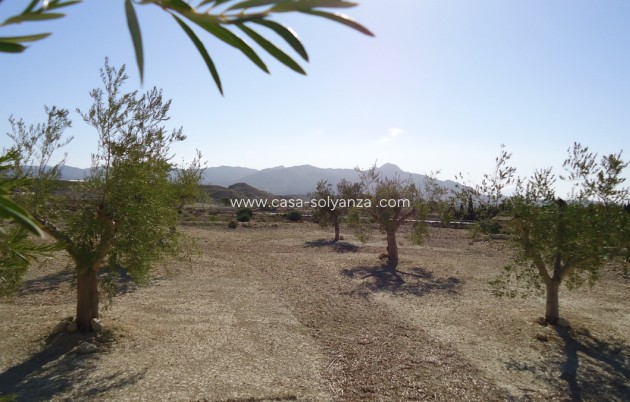 Resale - Land - Abanilla - Abanilla Centro