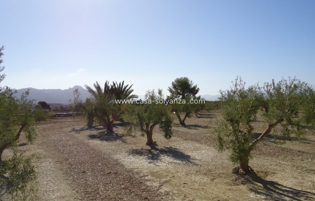 Resale - Land - Abanilla - Abanilla Centro