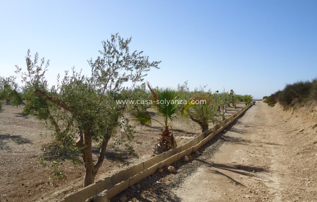Resale - Land - Abanilla - Abanilla Centro