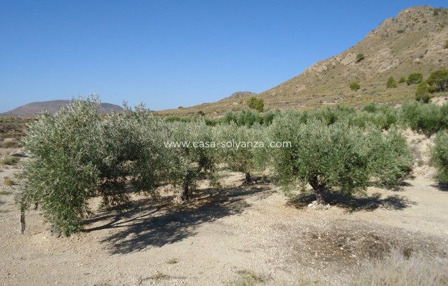 Resale - Land - Abanilla - Abanilla Centro