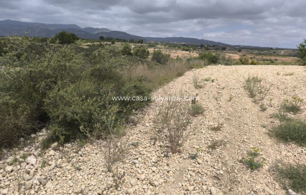Resale - Land - Pinoso - Pinoso Centro
