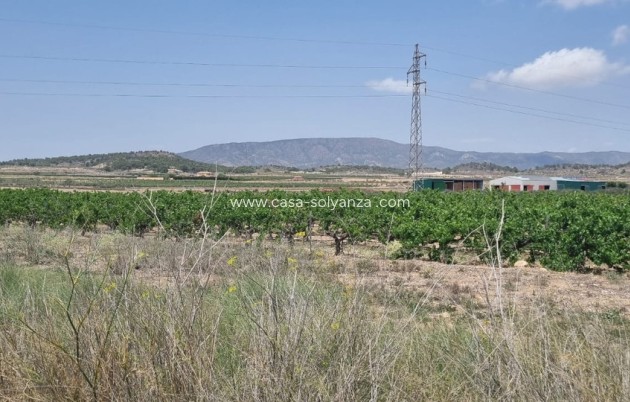 Resale - Land - Pinoso - Pinoso Centro