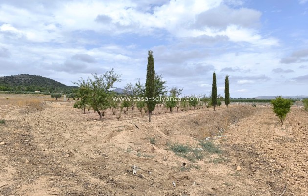 Resale - Land - Yecla - Inland