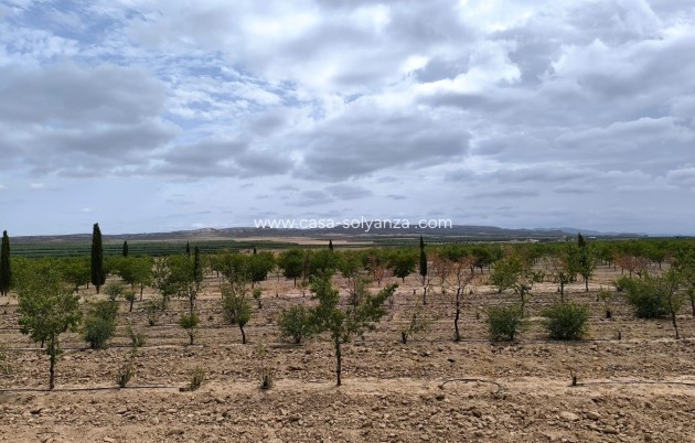 Resale - Land - Yecla - Inland