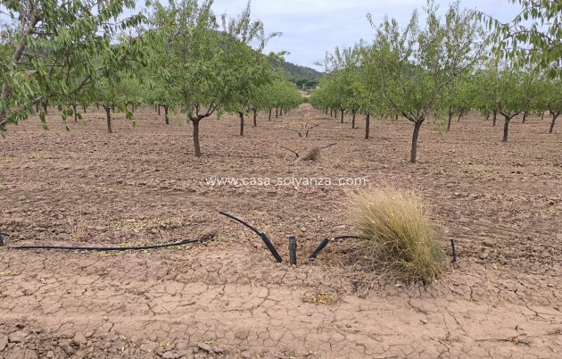 Resale - Land - Yecla - Inland