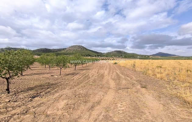 Resale - Land - Yecla - Yecla Centro