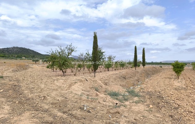Resale - Land - Yecla - Yecla Centro