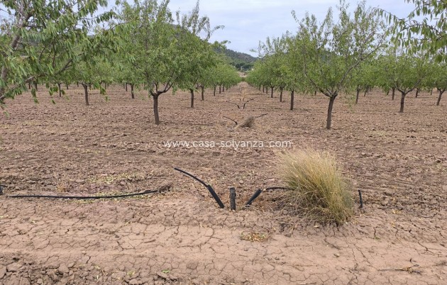 Resale - Land - Yecla - Yecla Centro