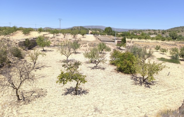 Resale - Other - Chinorlet - Inland