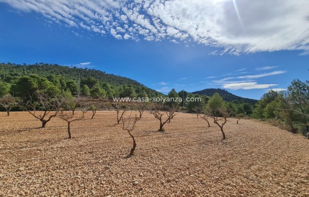 Resale - Land - Pinoso - Inland