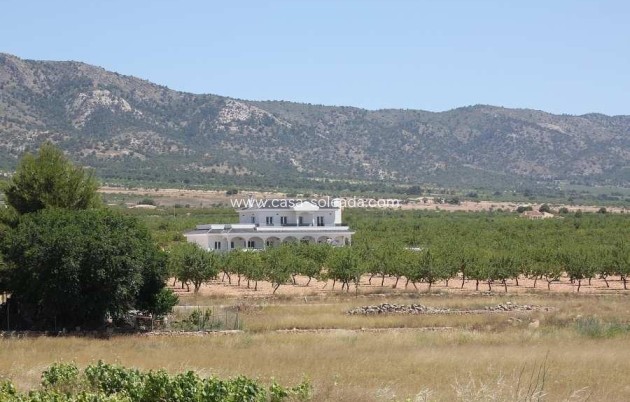 Nouvelle construction - Villa - Pinoso - Camino Del Prado