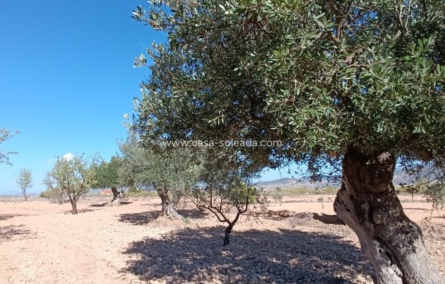 Resale - Country Property/Finca - Jumilla - Inland
