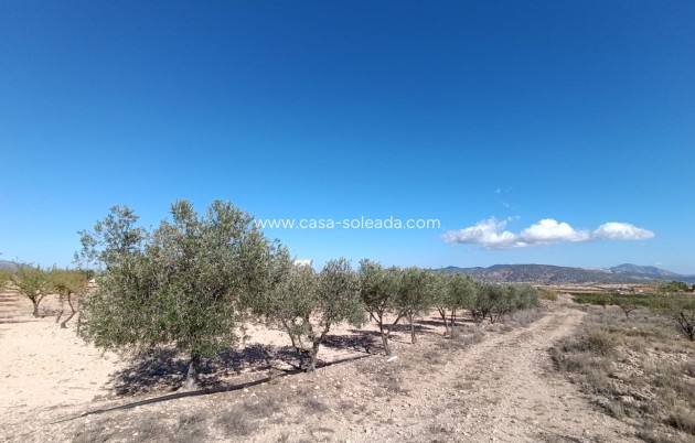 Resale - Country Property/Finca - Jumilla - Inland
