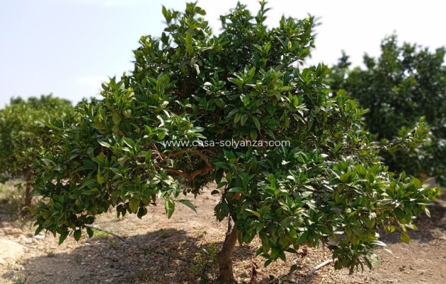 Revente - Country Property/Finca - Rojales - Inland