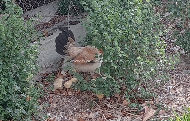 Herverkoop - Country Property/Finca - Daya Nueva