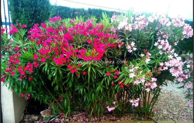 Revente - Maison de ville - Guardamar del Segura - 0