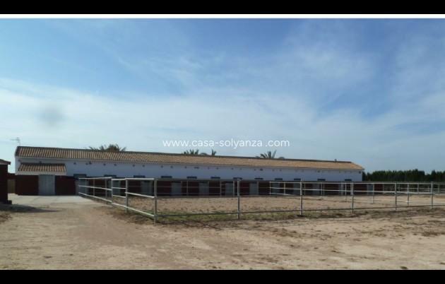 Revente - Land - San Miguel de Salinas - Inland